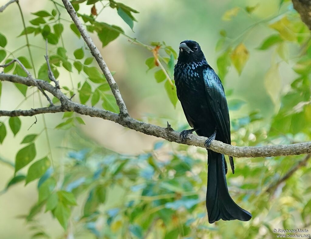 Drongo à crinièreadulte