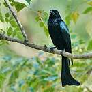 Drongo à crinière