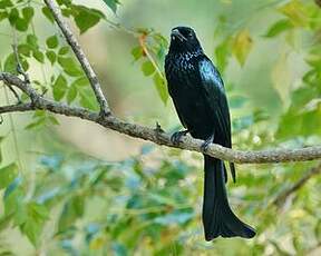 Drongo à crinière