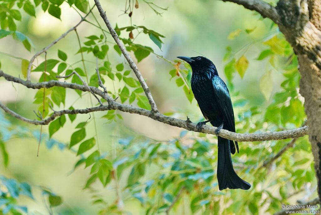 Drongo à crinière