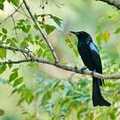 Drongo à crinière