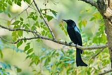 Drongo à crinière