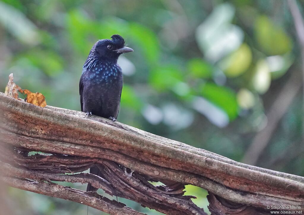 Drongo à raquettesadulte