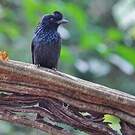 Drongo à raquettes