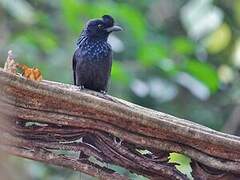 Drongo à raquettes