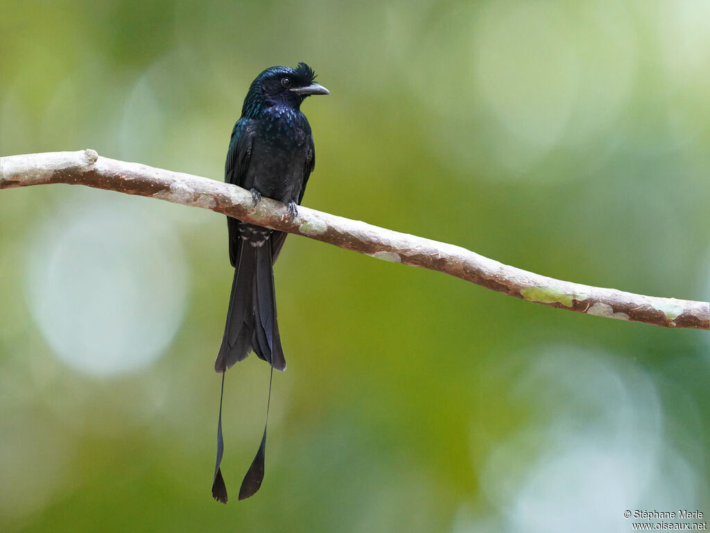 Greater Racket-tailed Drongoadult