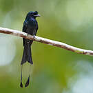Drongo à raquettes