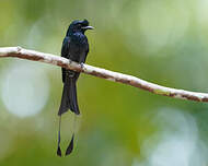 Drongo à raquettes