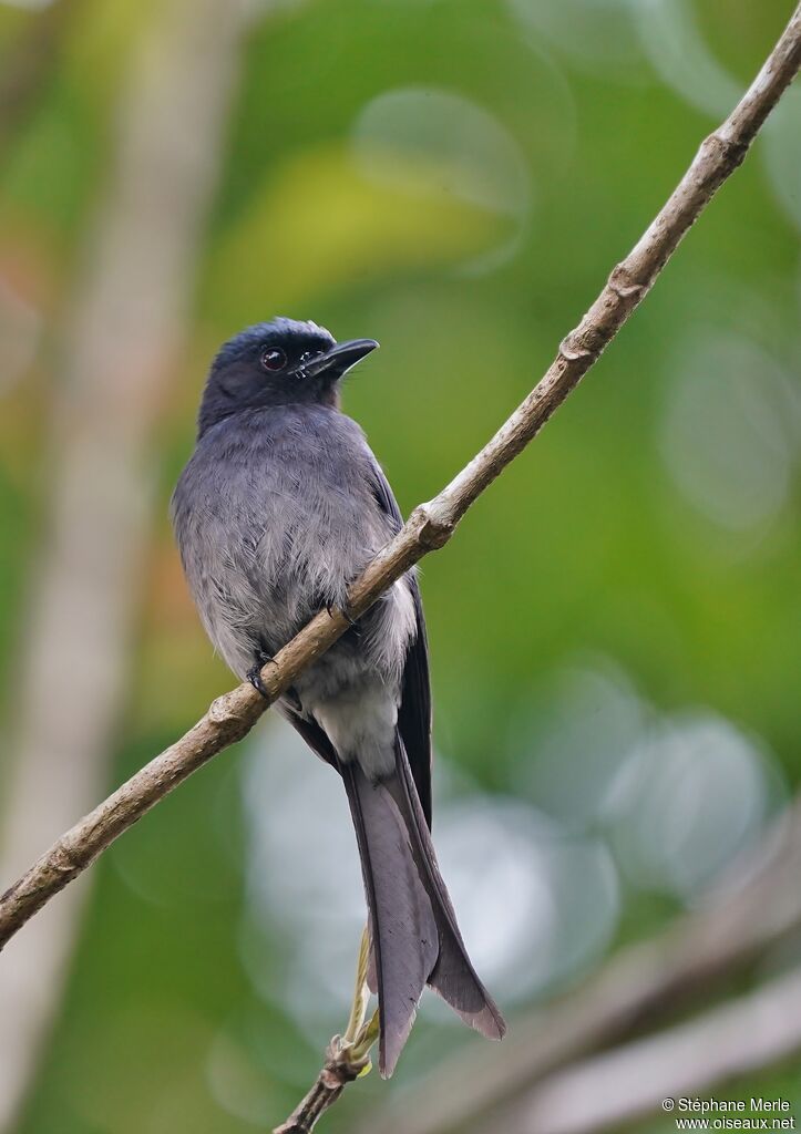 White-bellied Drongoadult