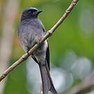 Drongo à ventre blanc