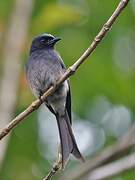 White-bellied Drongo