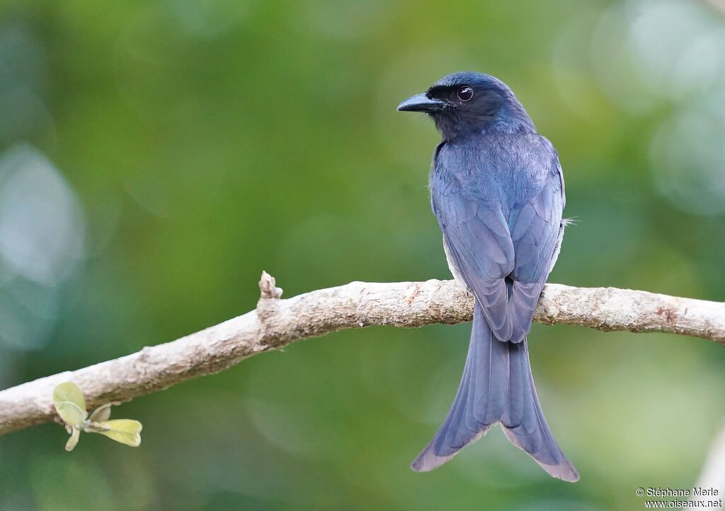 Drongo à ventre blanc