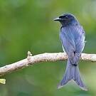 Drongo à ventre blanc