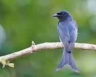 Drongo à ventre blanc