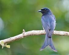 White-bellied Drongo