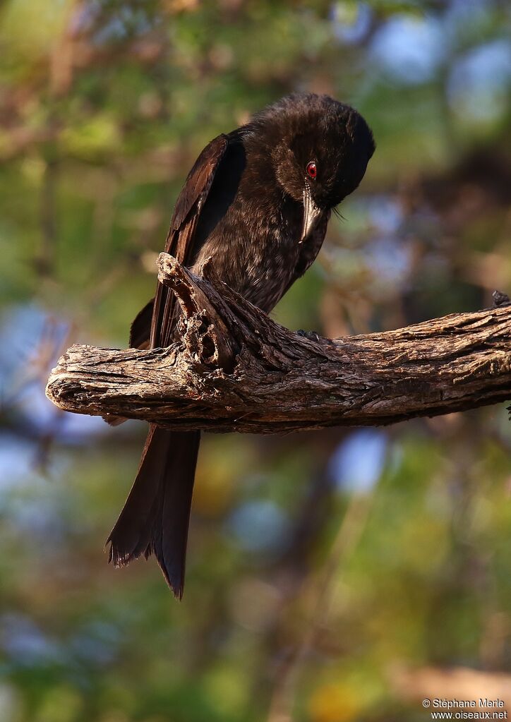 Fork-tailed Drongo