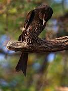 Fork-tailed Drongo