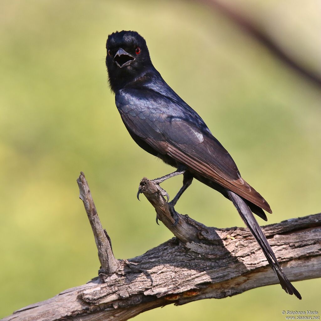 Fork-tailed Drongo