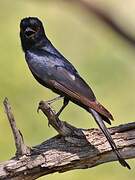 Fork-tailed Drongo