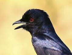 Fork-tailed Drongo