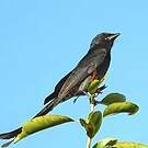 Drongo bronzé