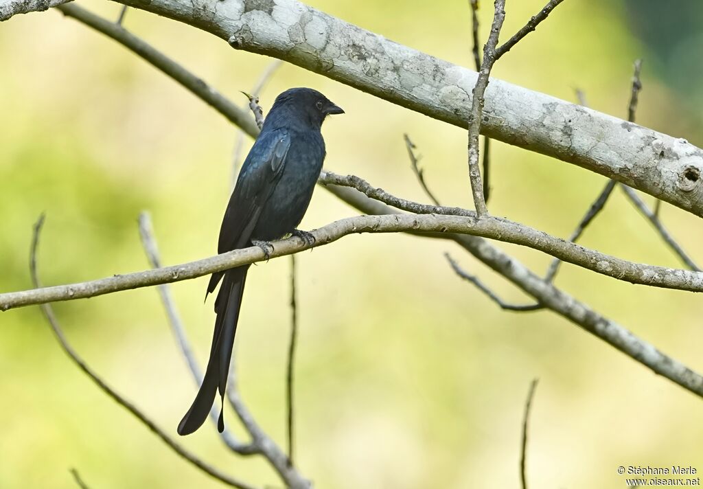 Drongo bronzé
