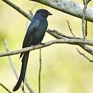 Drongo bronzé