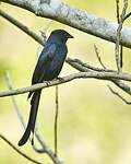 Drongo bronzé