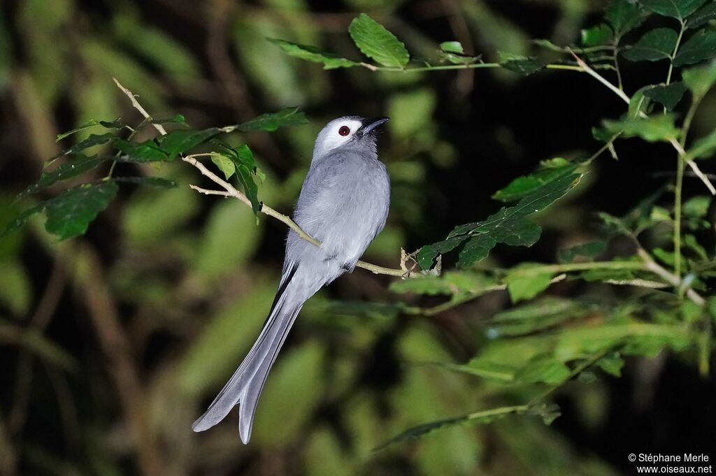 Drongo cendréadulte