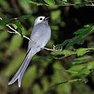Drongo cendré