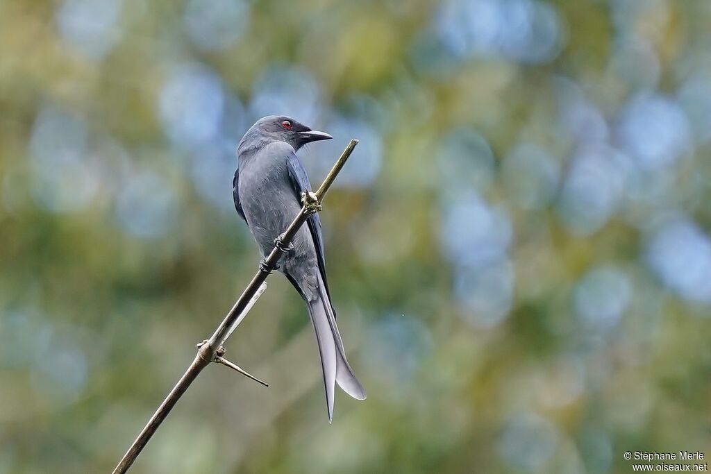 Drongo cendréadulte