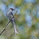 Drongo cendré
