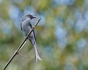 Drongo cendré