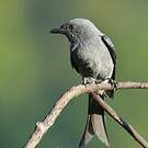 Drongo cendré