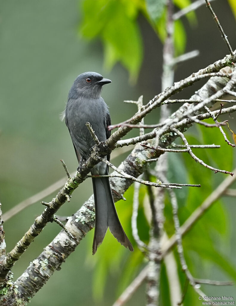 Drongo cendré