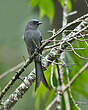 Drongo cendré