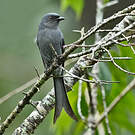 Drongo cendré
