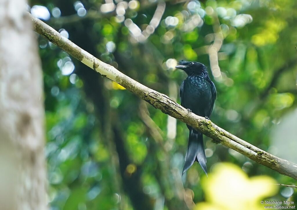 Drongo du Sri Lankaadulte