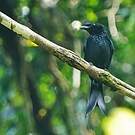Drongo du Sri Lanka