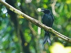 Sri Lanka Drongo