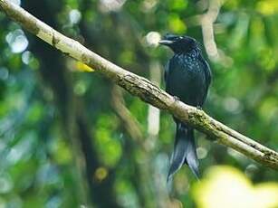 Drongo du Sri Lanka