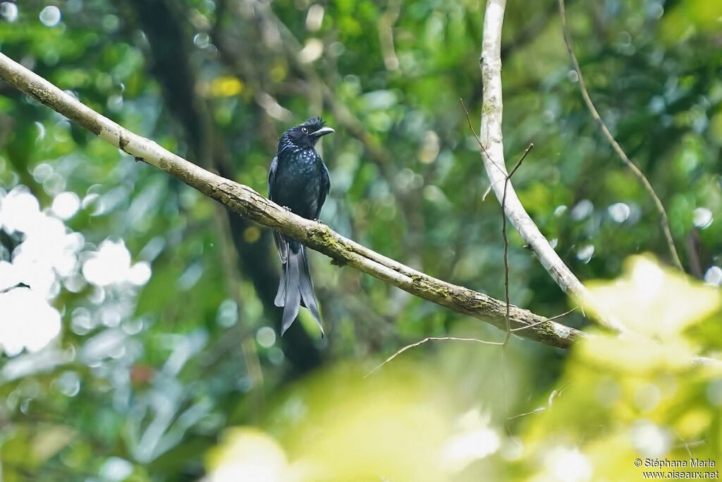 Drongo du Sri Lankaadulte