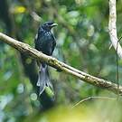 Drongo du Sri Lanka
