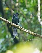 Sri Lanka Drongo