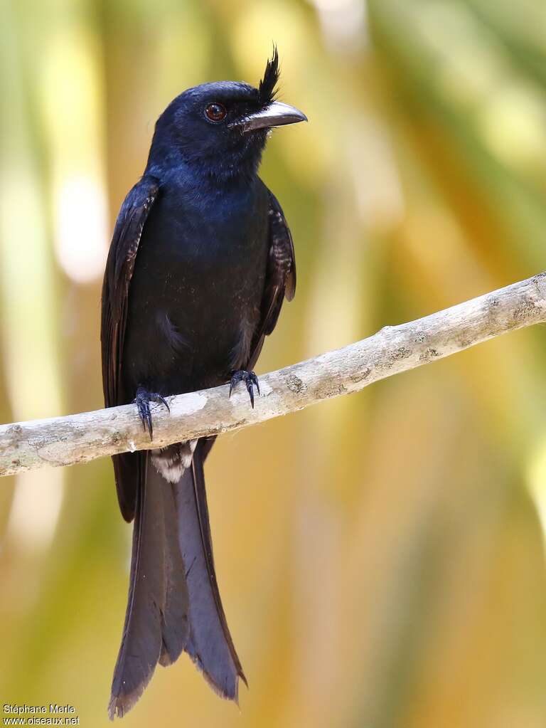 Crested Drongoadult, identification