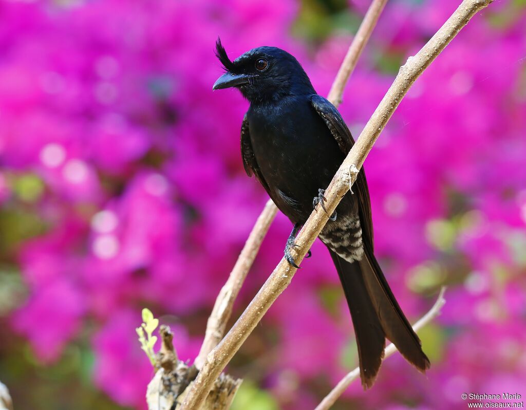 Crested Drongoadult