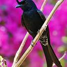 Drongo malgache
