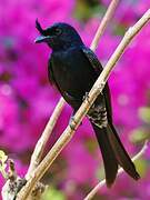 Crested Drongo