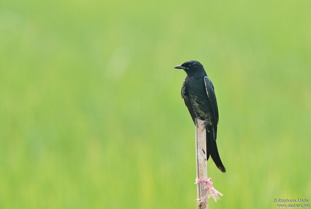 Drongo royaladulte