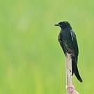Drongo royal